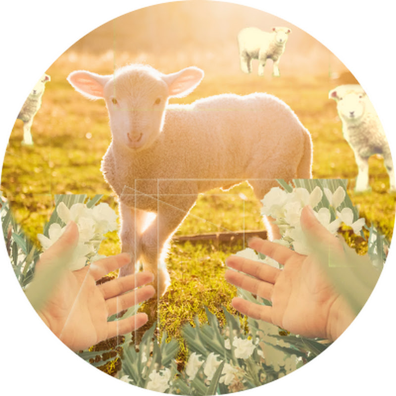 The Lambseekers Ministries Inc.