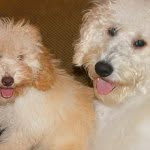 Daisy, Tilly & Buddy