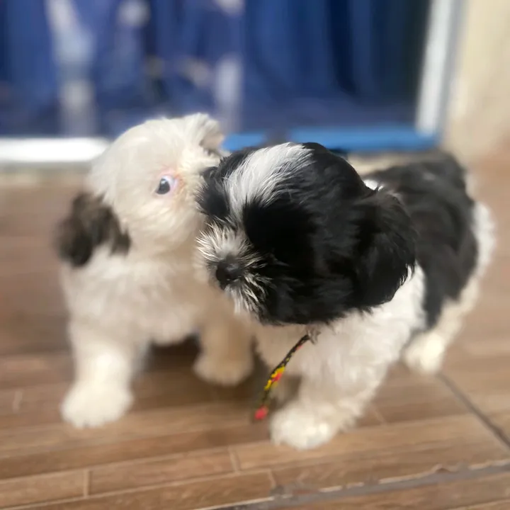 Shih-tzu Max🐾.