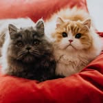 Flavie and Mr. Richard 😽🐾😽