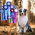🐶Aussie Photographer