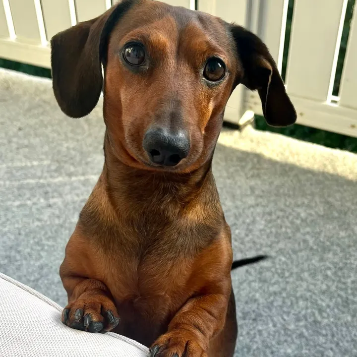 Minidachshund Saku
