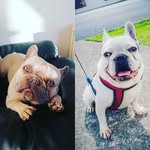 Mylo ❤️ Oscar ❤️Frank