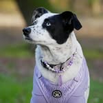 Libra / Dog Model / Dog Influencer