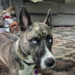 Lexi the Shepsky
