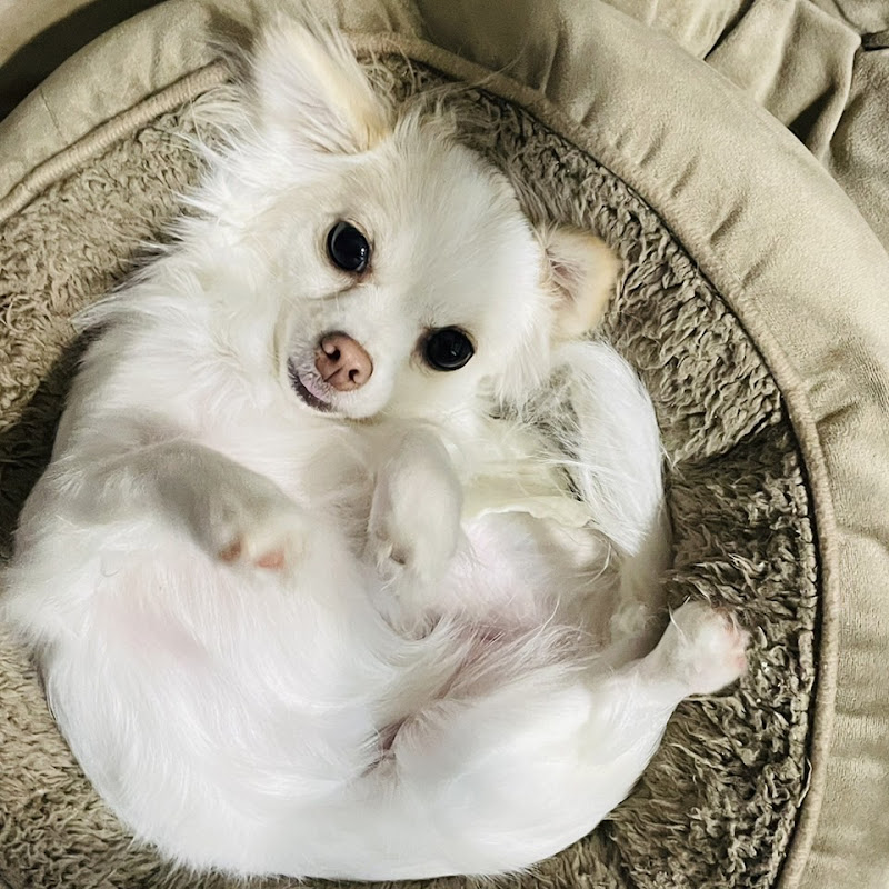 しっぽちゃんねる