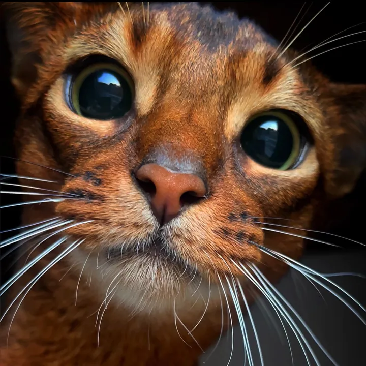 Sensej_Cat