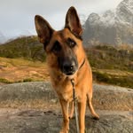 TOPI THE DOG. Cheesefluencer