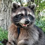 Енот Торнадо и Семья🦝👪