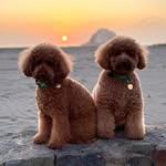 Carlota & Martina the Poodles