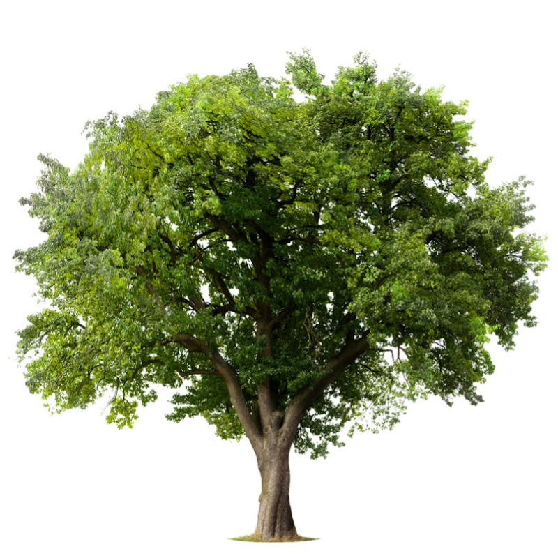 Free Nature Videos