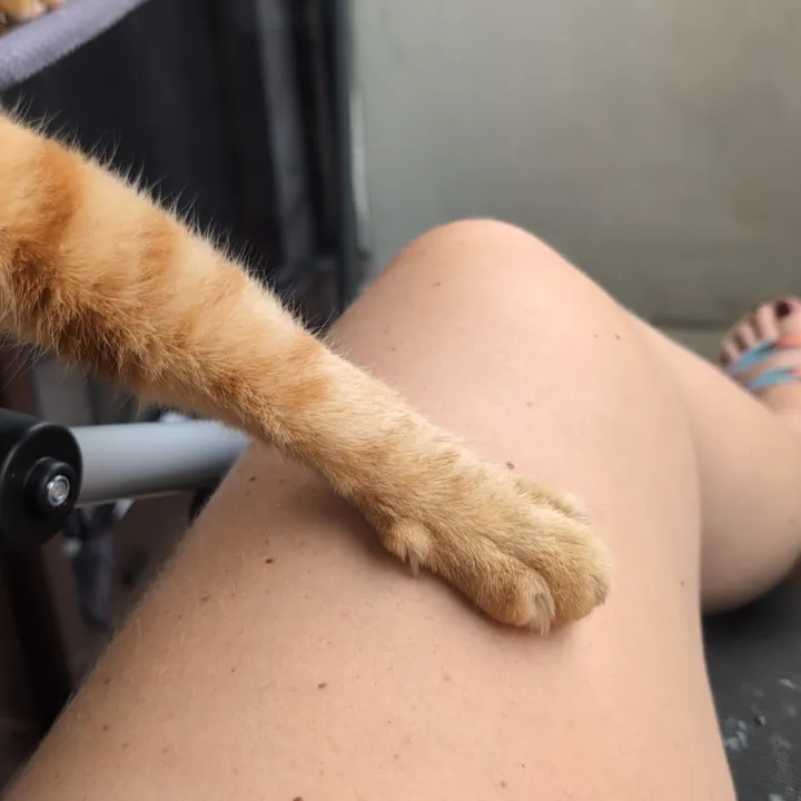KatzenmamaCaro