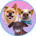Jaqweenie + Orson + Fabio