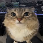 memeowcats