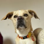 Pudim de Caramelo 🍮