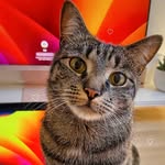 Kaï | Cat UGC Creator 🇧🇪