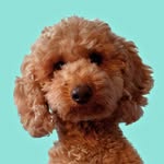 𝐂𝐀𝐑𝐋𝐎 🧸🐾