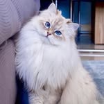 Siberian cats family