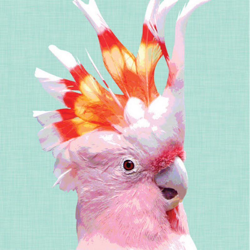 Oz Birds