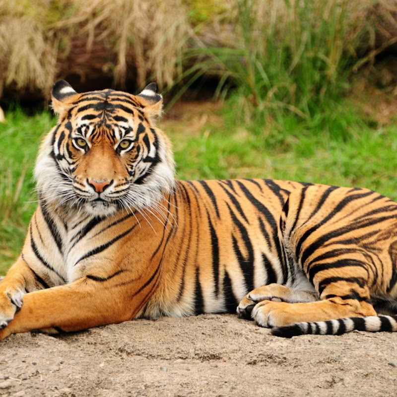 The Call of the Wild