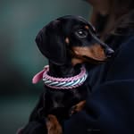 polly_kanichendackel