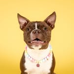Stella The Boston Terrier