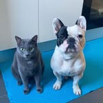 Os Copinchas 🐶🐈‍⬛
