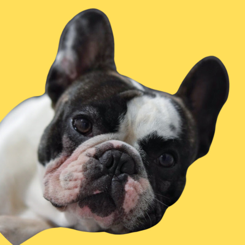 Mozart Frenchie