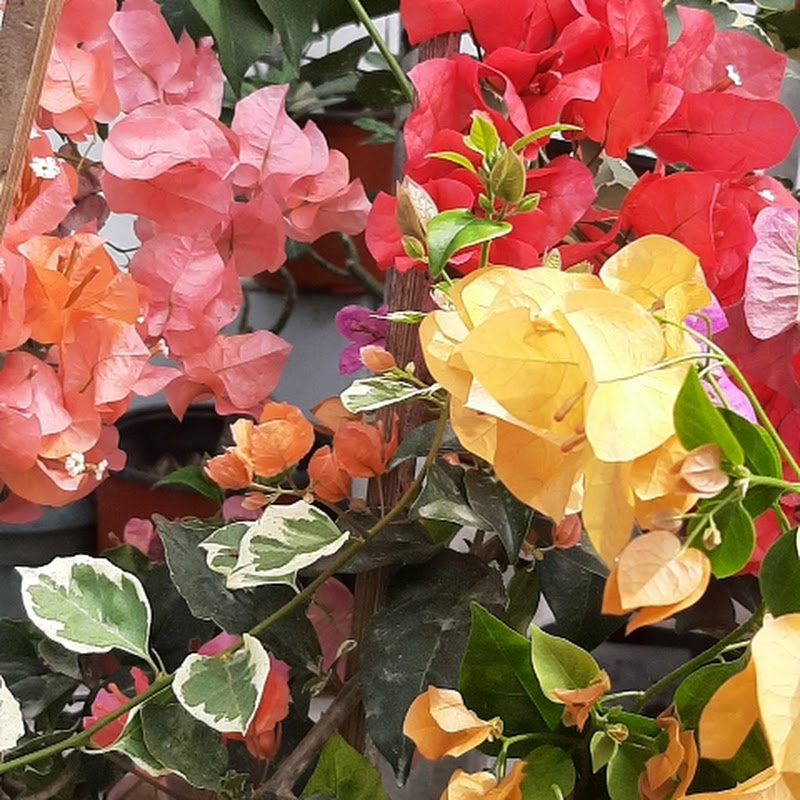 Joanna Bougainvillea Ormoc 