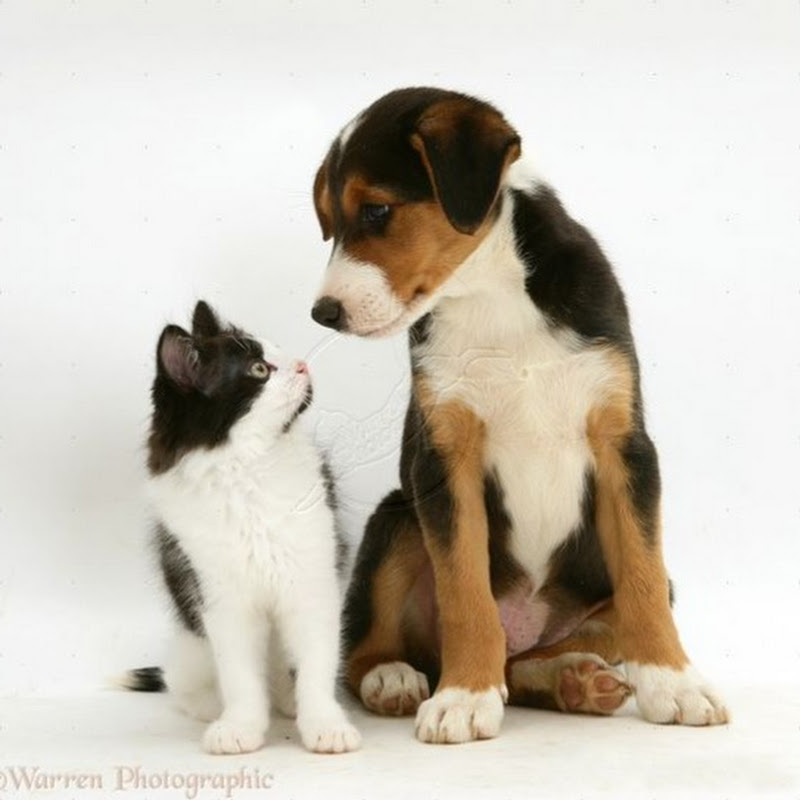 Funny  Animals 
