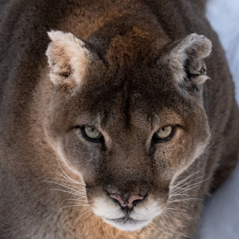 Wildlife Tracker Productions
