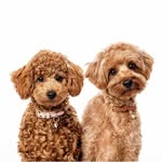 Kingsley & Chai Goldendoodles