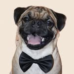Canelo