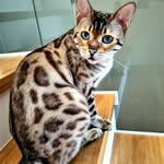 Kimba Bengalcat