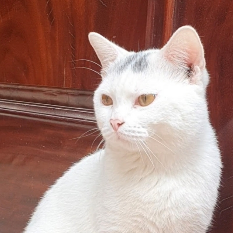 Thử Thách Thú Cưng