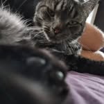 Susu-Eemeli Alqassab Nylander