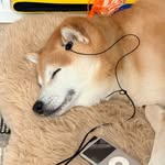 Kylo The Shiba Inu