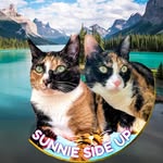 Sunnie 🐈 & 🐈 Meeko