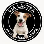 Via Láctea Jack Russell Terrier