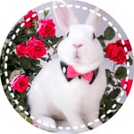 🎀 𝑹𝒂𝒃𝒃𝒊𝒕𝒔 & 𝑪𝒂𝒕𝒔 𝒐𝒇 𝑰𝒏𝒔𝒕𝒂𝒈𝒓𝒂𝒎 🎀