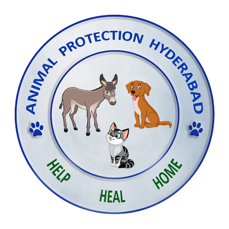 Animal Protection Shelter by Hira Khan