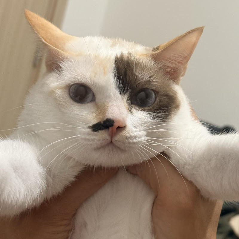 MÈO MẬP