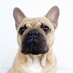 Mack The Frenchie