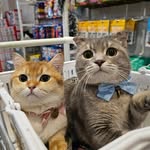 Ebi & Taro