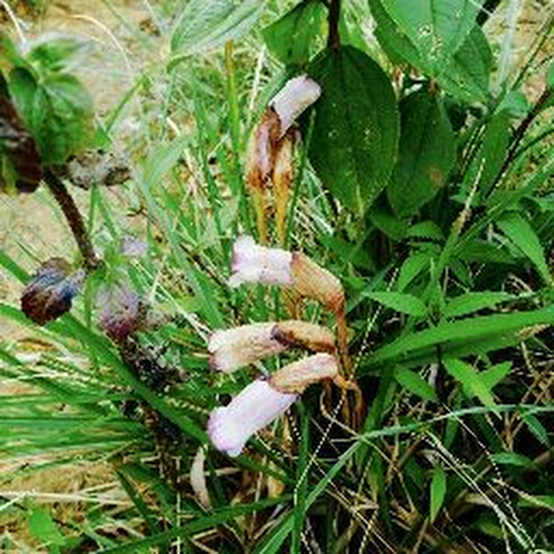 WONDERS OF NATURE271