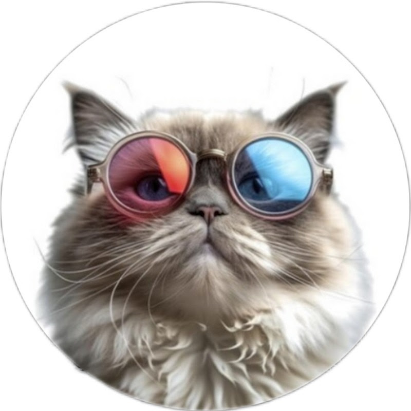 lovely funny cat