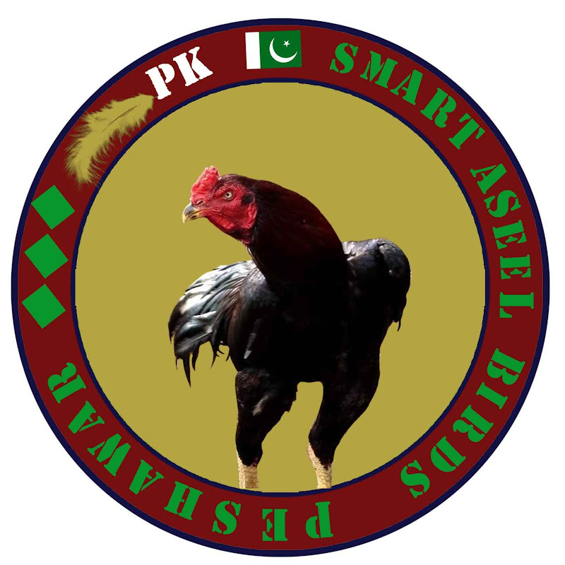 PK Smart Aseel Birds Factory: