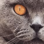 Monty_the_Grey_Sausage🐾