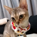 arieel_cri