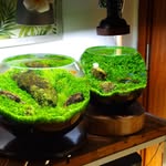 SONO Aquaplants Farm🌿
